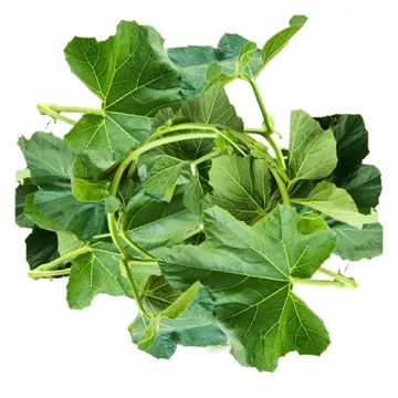 Lau Shak - Bottle Gourd Leaves